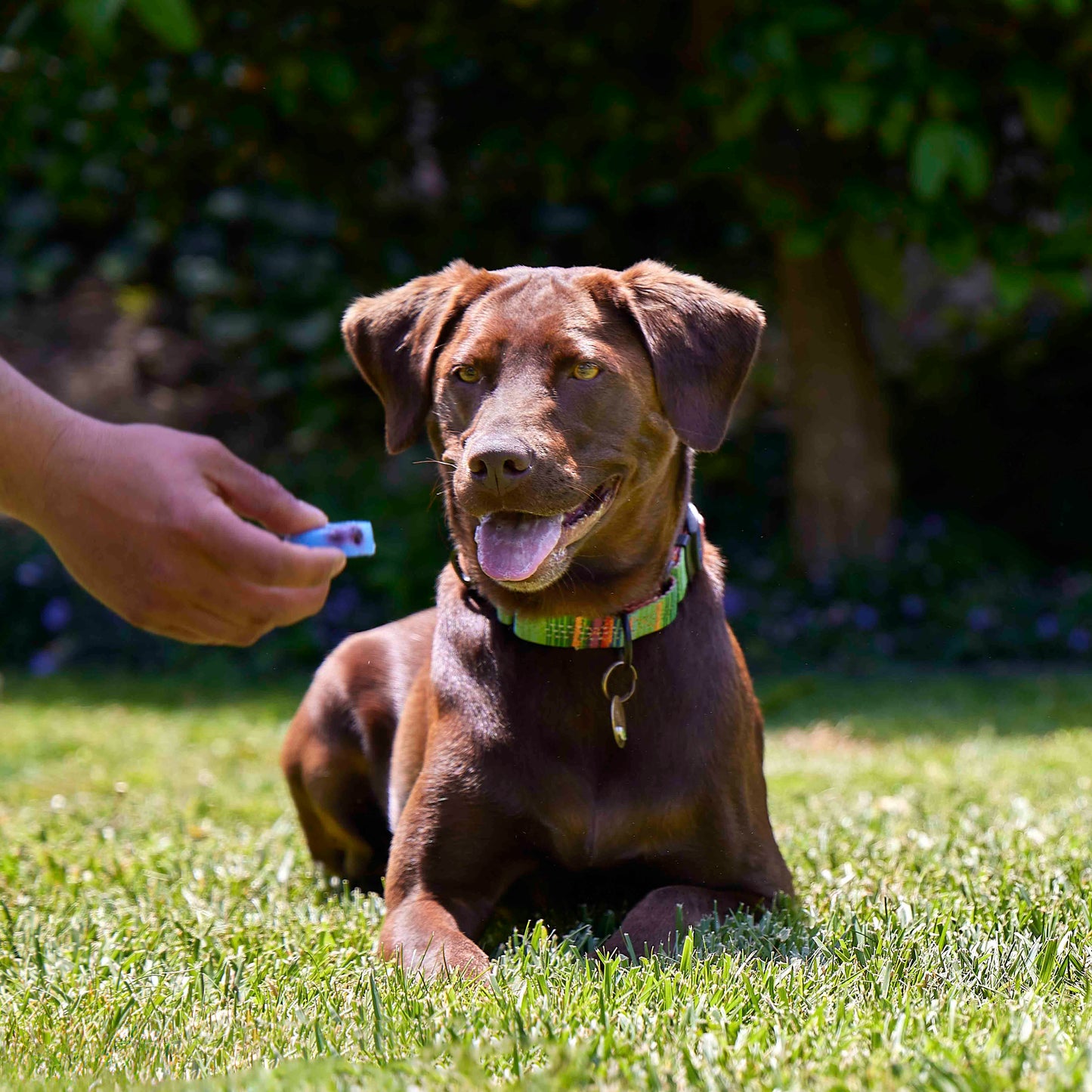 Puppops.com Gift Card
