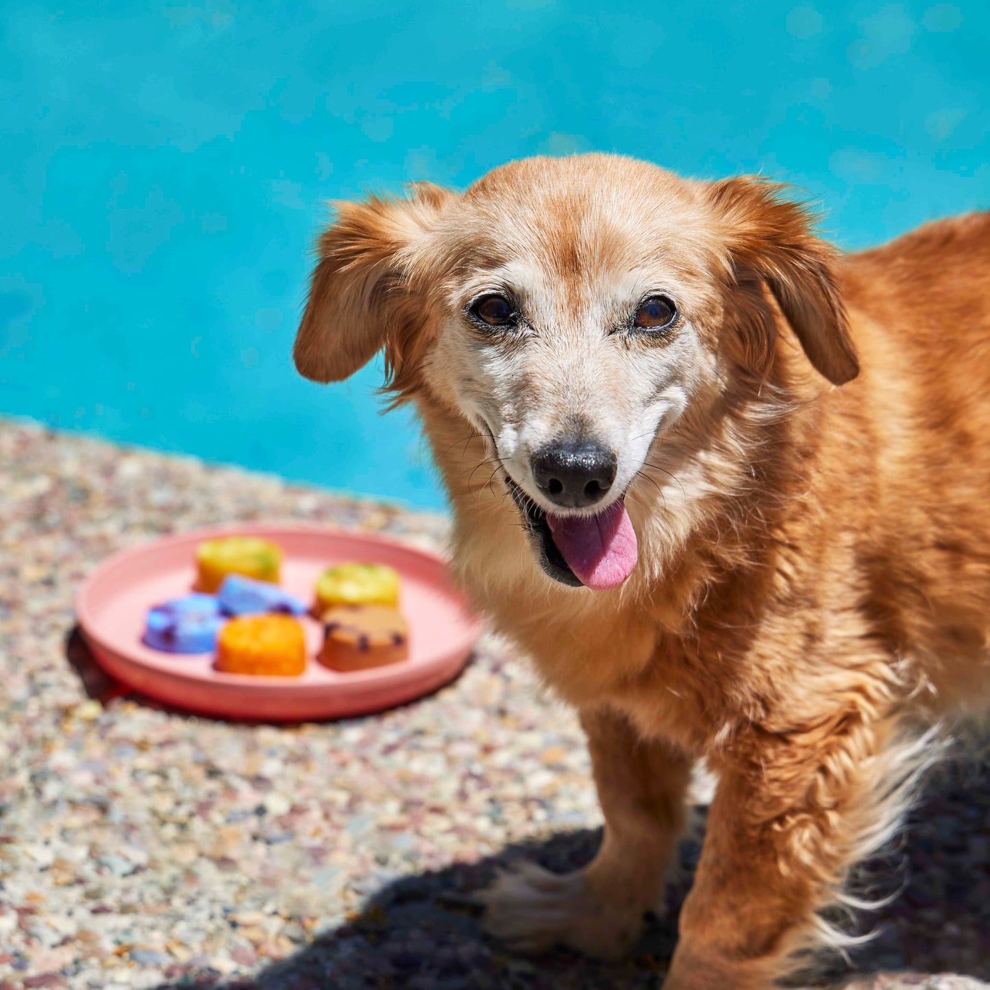 Puppops.com Gift Card