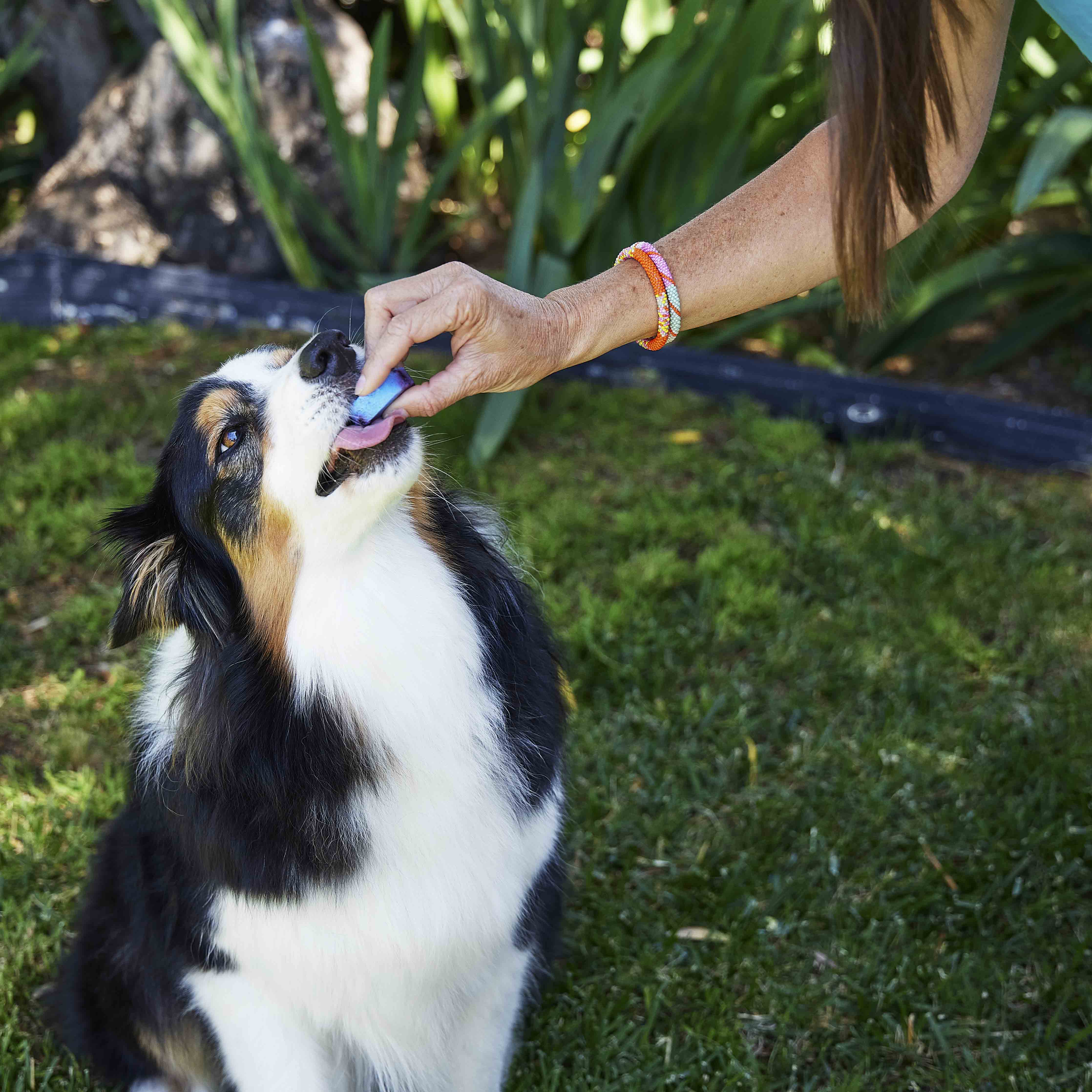 Couple feeding puppop to their small dog