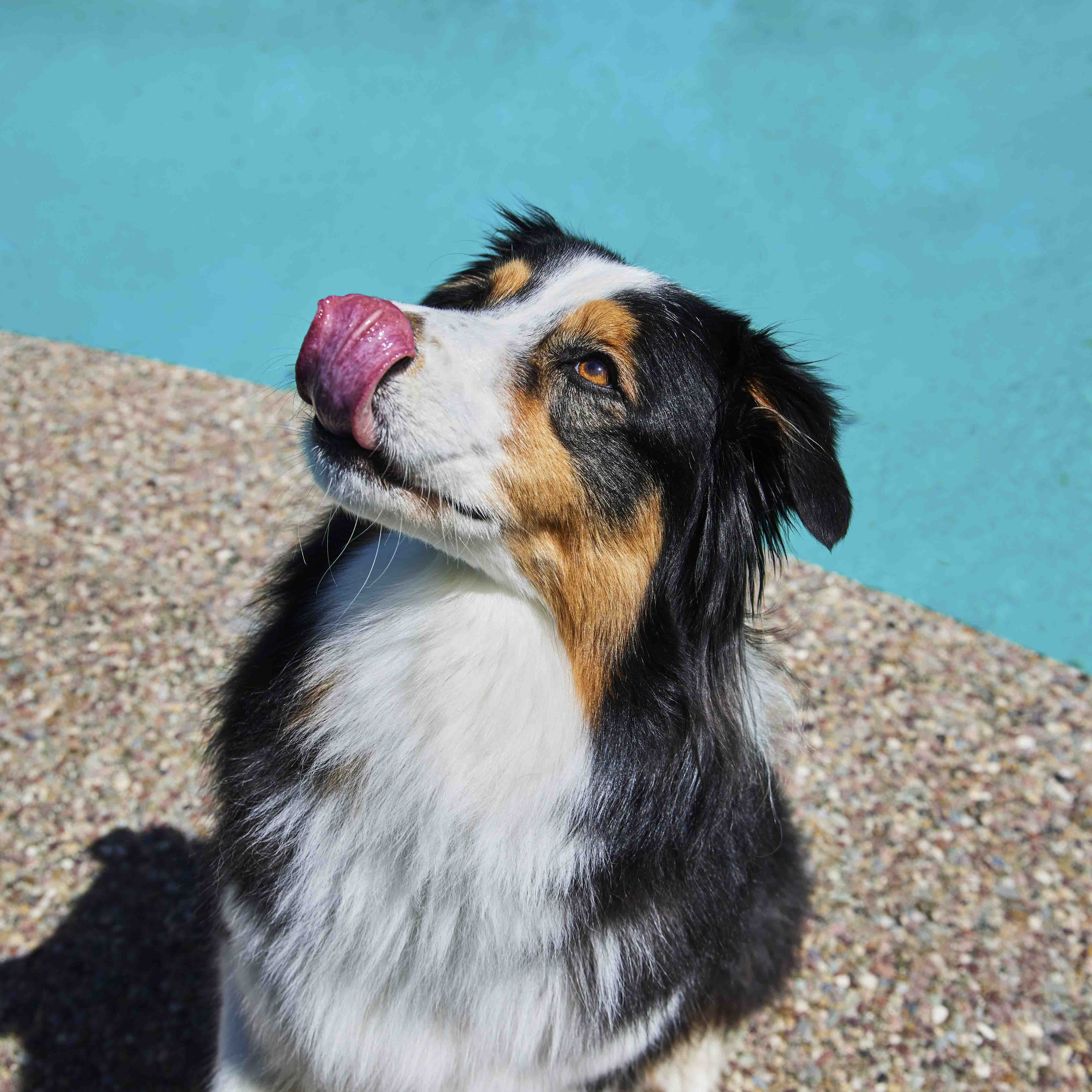 Dog on hind legs eating a puppops purposeful dog popsicle