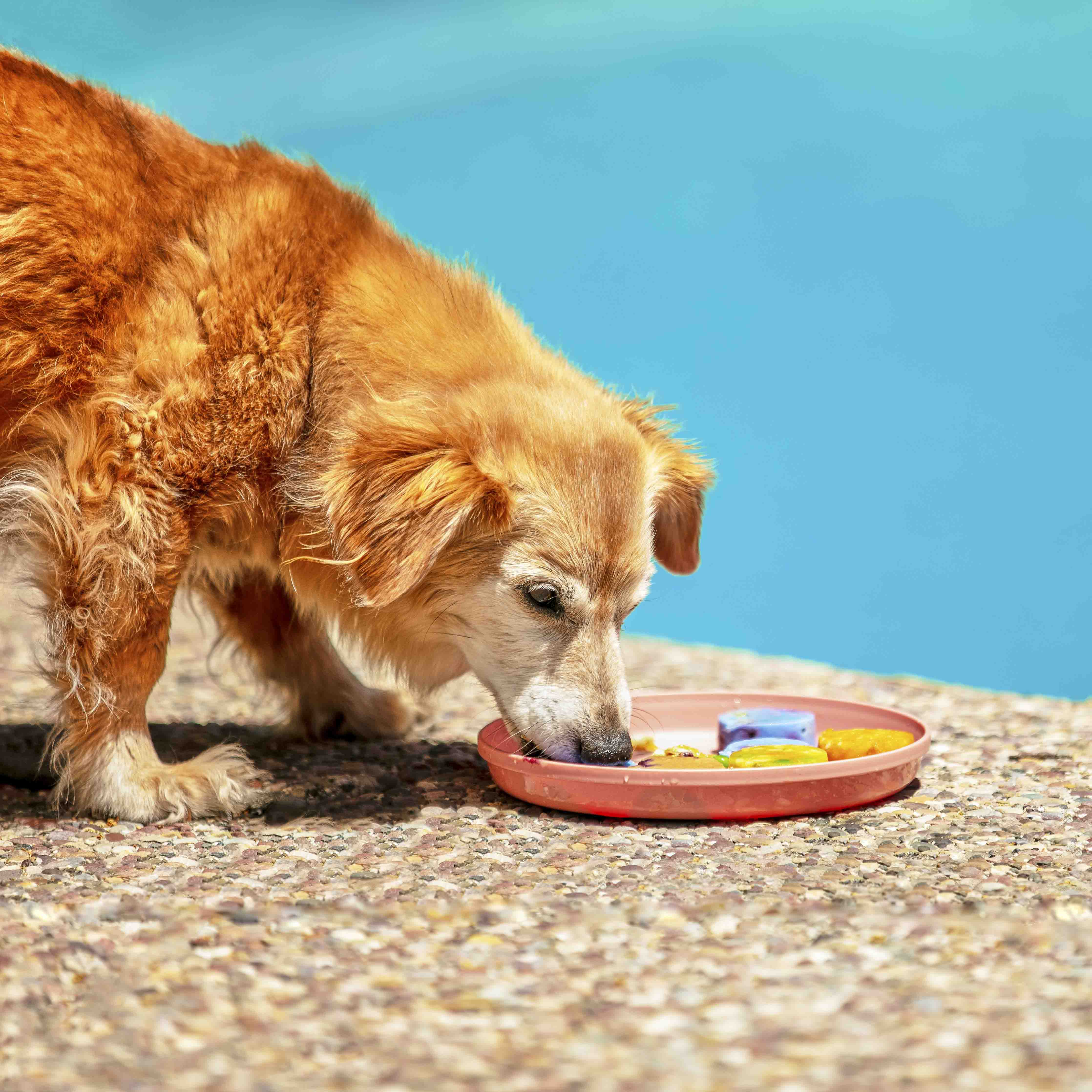 Dog on hind legs eating a puppops purposeful dog popsicle